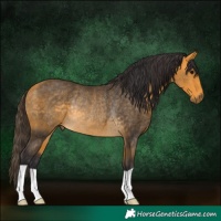 Horse Color:Buckskin Rabicano