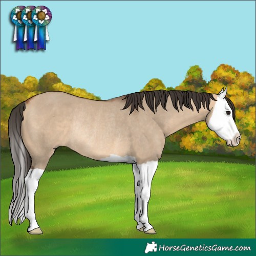 Horse Color:Bay Dun Splash Rabicano 