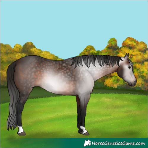 Horse Color:Gray Bay 