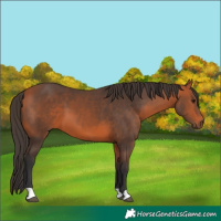Horse Color:Bay 
