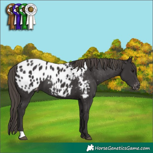 Horse Color:Smoky Black Appaloosa 