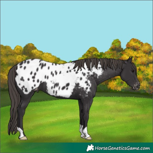 Horse Color:Smoky Black Appaloosa 