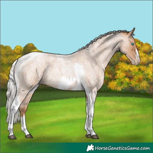 Horse Color:Silver Blue Roan Pearl Tobiano Frame