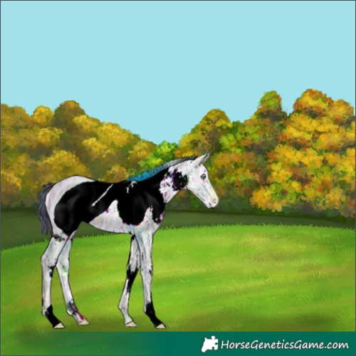 Horse Color:ERROR: UNKNOWN ANOMALY