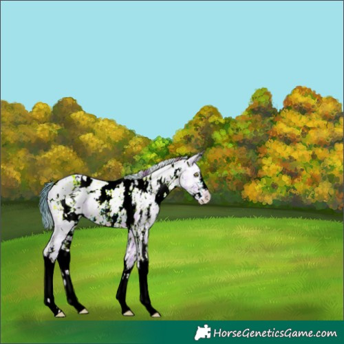 Horse Color:Watercolor Plaid White Spotted Amber Champagne Ice Dun Sabino