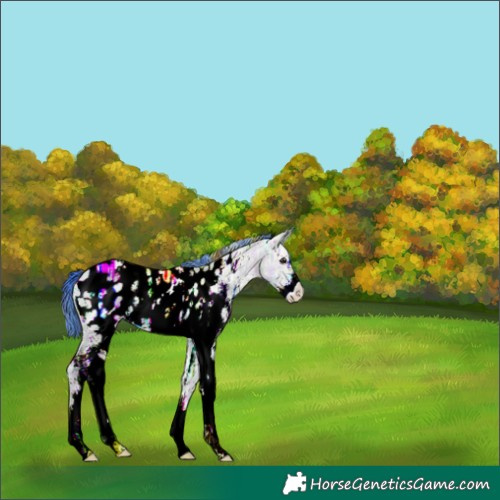 Horse Color:Watercolor Plaid White Spotted Brown Ice Dun Sabino Appaloosa