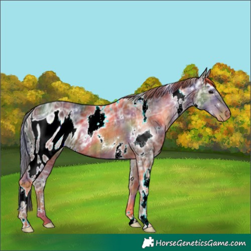 Horse Color:ERROR: UNKNOWN ANOMALY