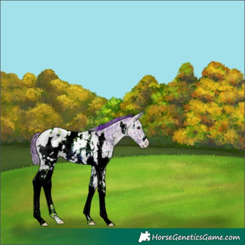 Horse Color:Watercolor Plaid White Spotted Bay Ice Sabino