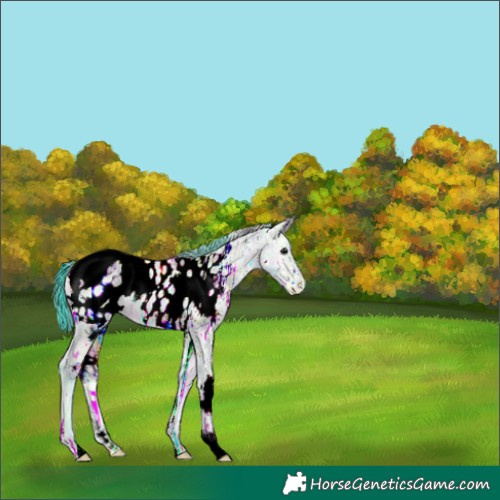 Horse Color:Watercolor Plaid White Spotted Brown Ice Onyx Appaloosa