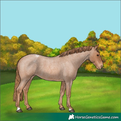 Horse Color:Red Roan Appaloosa 