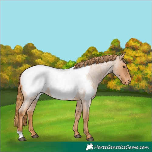 Horse Color:Red Roan Appaloosa 