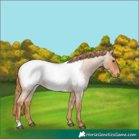 Horse Color:Red Roan Appaloosa 