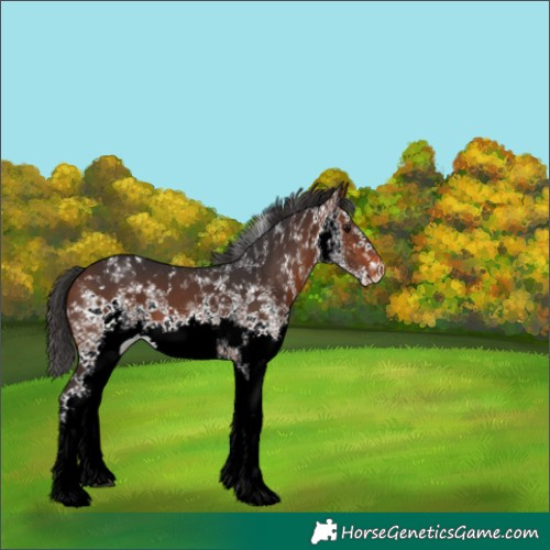 Horse Color:White Spotted Brown Appaloosa 