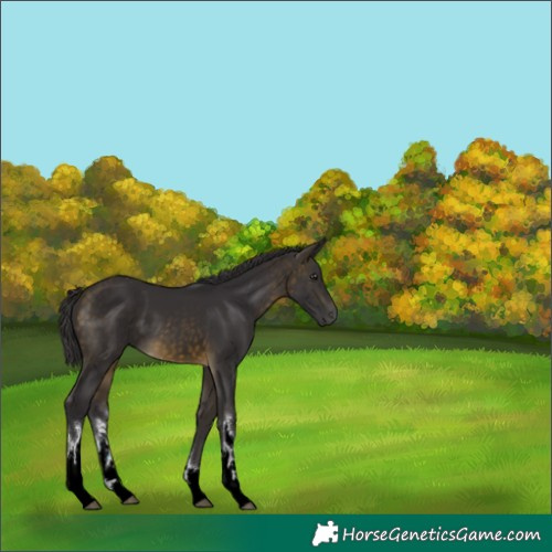 Horse Color:White Spotted Buckskin Tobiano
