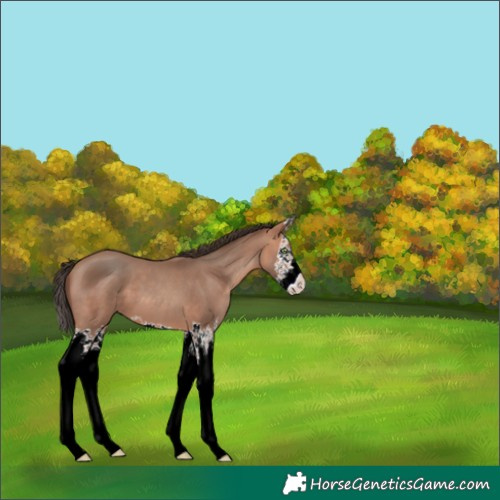 Horse Color:White Spotted Amber Champagne Splash