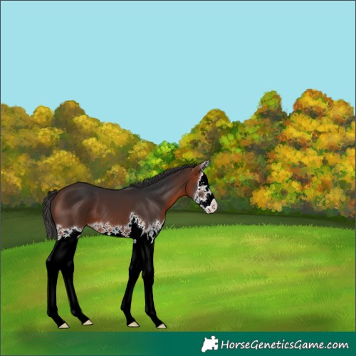 Horse Color:White Spotted Bay Splash