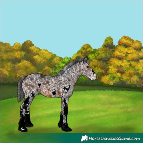 Horse Color:Brown Sabino Appaloosa 