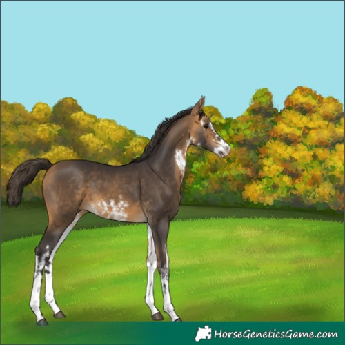Horse Color:White Spotted Buckskin 