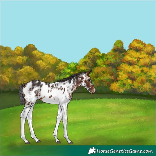 Horse Color:White Spotted Bay Appaloosa Rabicano 
