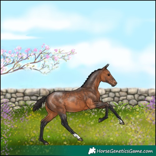 Horse Color:Brown 