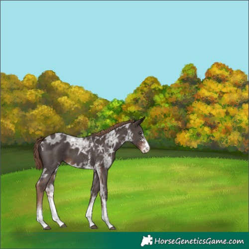 Horse Color:Liver Chestnut Ice Sabino 
