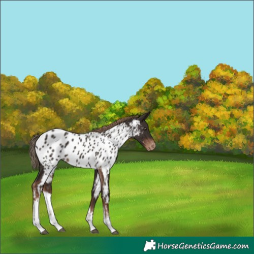 Horse Color:White Spotted Liver Chestnut Appaloosa