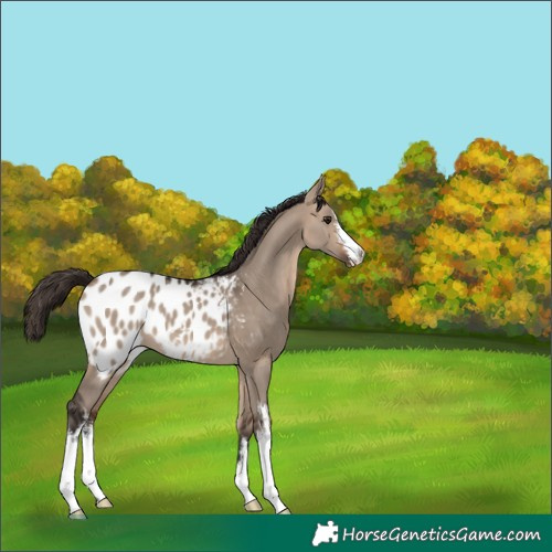 Horse Color:White Spotted Brown Dun Blanket