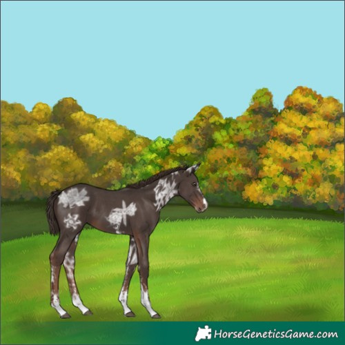 Horse Color:Liver Chestnut Ice Sabino 