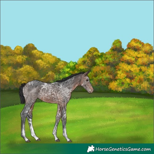 Horse Color:Brown Ice Sabino