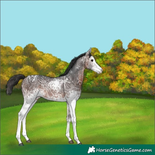 Horse Color:White Spotted Brown Ice 