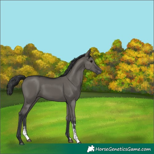 Horse Color:Grullo Sabino Appaloosa