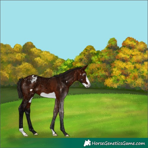 Horse Color:Gray Bay Ice Frame Appaloosa