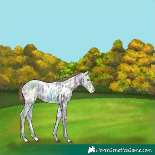 Horse Color:Liver Chestnut Ice Appaloosa