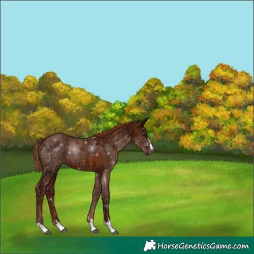 Horse Color:Chestnut Ice 