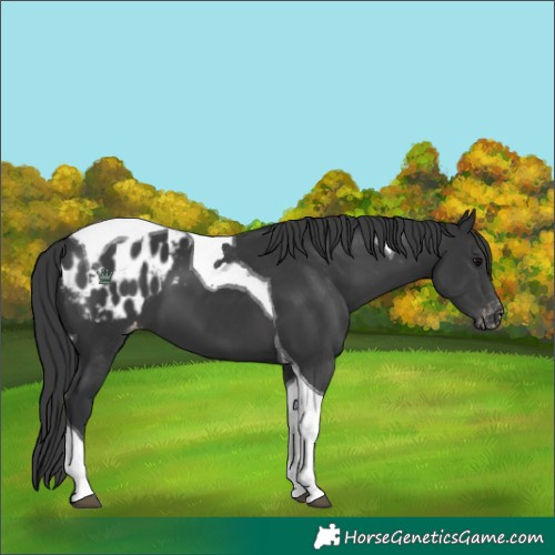 Horse Color:Black Tobiano Appaloosa 