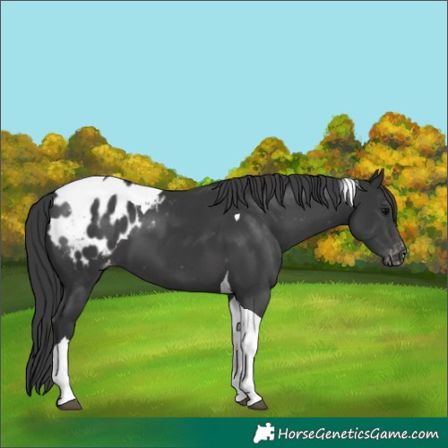 Horse Color:Unknown 