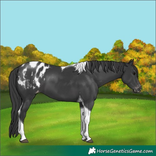 Horse Color:Unknown 