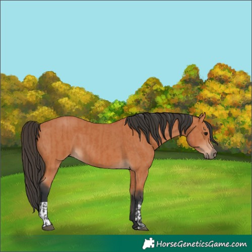 Horse Color:Bay and Bay