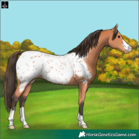 Horse Color:Bay Appaloosa 