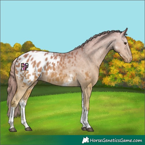 Horse Color:White Spotted Chestnut Tobiano Appaloosa 