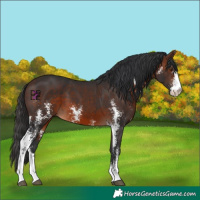 Horse Color:Brown Sabino 