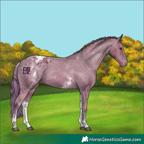 Horse Color:White Spotted Chestnut Appaloosa