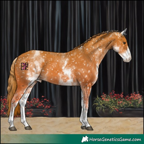 Horse Color:White Spotted Chestnut Appaloosa 
