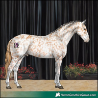 Horse Color:White Spotted Chestnut Appaloosa 