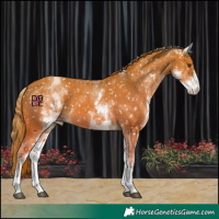 Horse Color:White Spotted Chestnut Appaloosa 