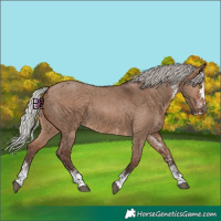 Horse Color:Silver Brown Dun Sabino