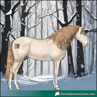 Horse Color:Buckskin Pearl Sabino 