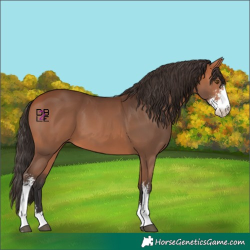 Horse Color:Bay Sabino