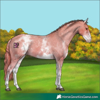 Horse Color:White Spotted Chestnut Varnish 