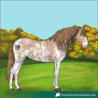 Horse Color:Black Pearl Sabino 